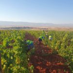 Provision of Direct Support to Farmers’ Cooperative in Deir El Ahmar