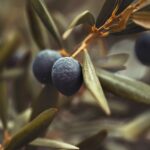 Lebanese Olive Oil National Market Study