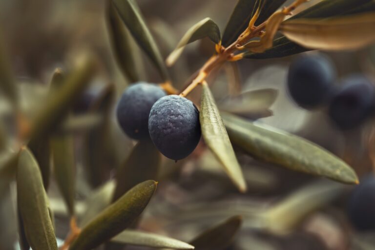 Lebanese Olive Oil National Market Study