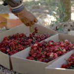 International Network for Eco-Sustainable Development of the Productive, Managerial, and Commercial Innovation of Small Producers in the Cherry Value Chain in Lebanon