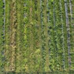 Permasoil: Promoting Sustainable Farming for Climate Change Adaptation and Youth Empowerment
