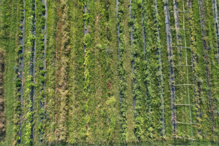 Permasoil: Promoting Sustainable Farming for Climate Change Adaptation and Youth Empowerment