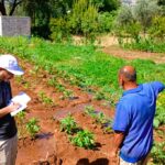 Food for Akkar - Phase II