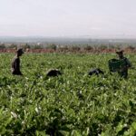 ARADINA – Cultivating the Future with Traceable, Sustainable, Solidarity and Integrative Agriculture.