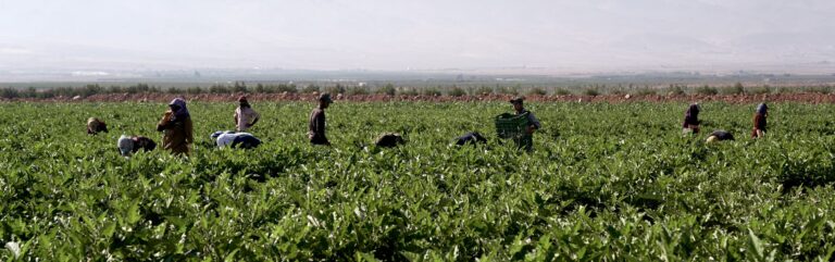 ARADINA – Cultivating the Future with Traceable, Sustainable, Solidarity and Integrative Agriculture.