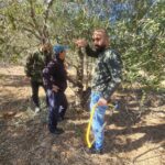 Advancing Sustainable Olive Farming in Akkar through Food for Akkar