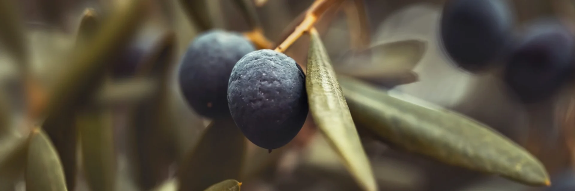 Lebanese Olive Oil National Market Study