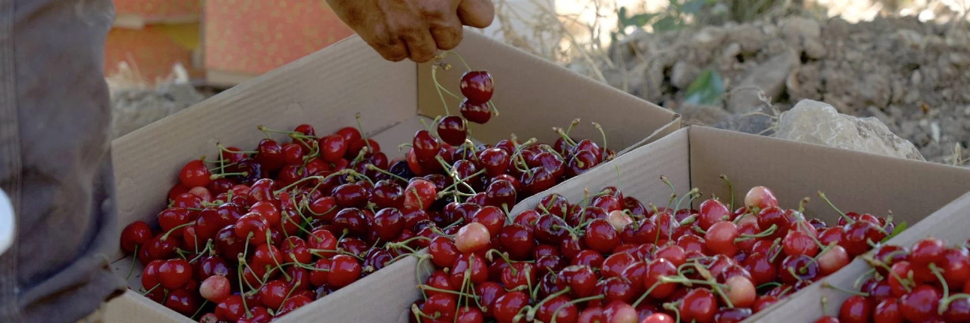 International Network for Eco-Sustainable Development of the Productive, Managerial, and Commercial Innovation of Small Producers in the Cherry Value Chain in Lebanon