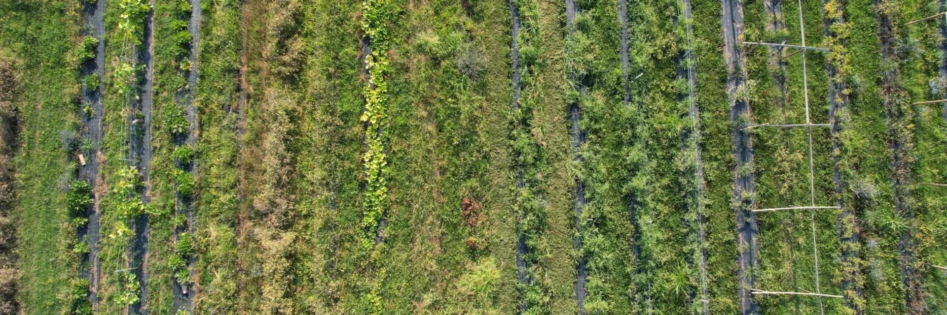 Permasoil: Promoting Sustainable Farming for Climate Change Adaptation and Youth Empowerment