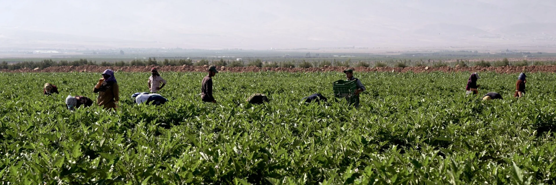 ARADINA – Cultivating the Future with Traceable, Sustainable, Solidarity and Integrative Agriculture.